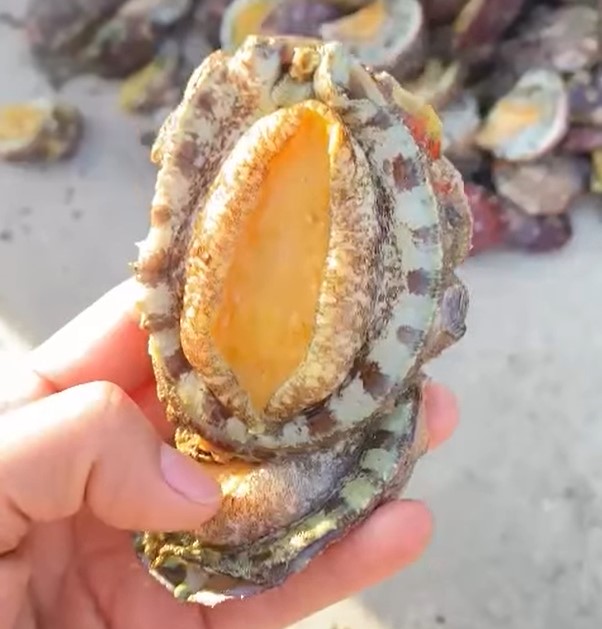 Bào ngư là gì
