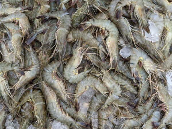 Tôm khô Phú Quốc loại vừa