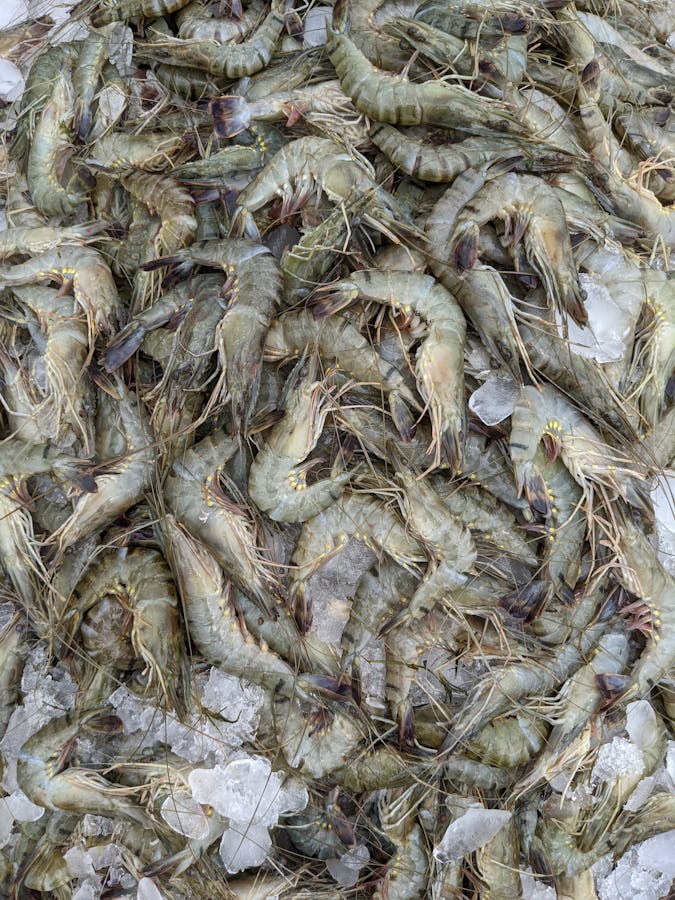Tôm khô Phú Quốc loại vừa