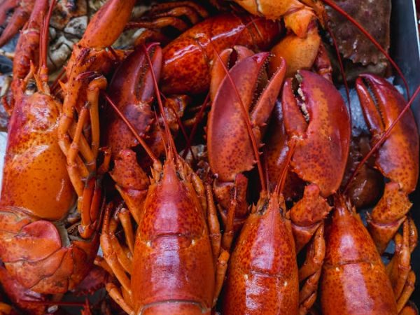 Cua hoàng đế Alaska sống size lớn 1.2-1.5kg