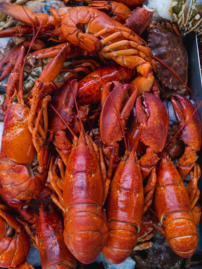 Cua hoàng đế Alaska sống size lớn 1.2-1.5kg